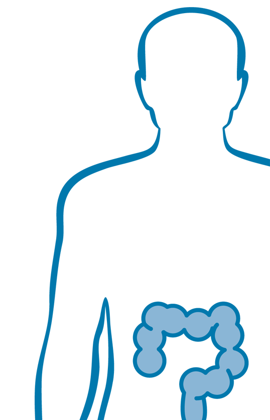 Darm (Dickdarm, Dünndarm, Enddarm)