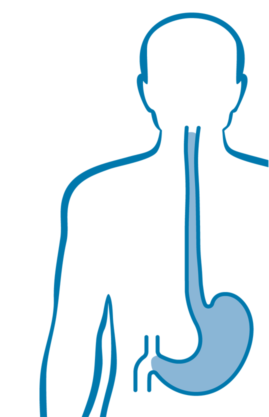 Speiseröhre und Magen